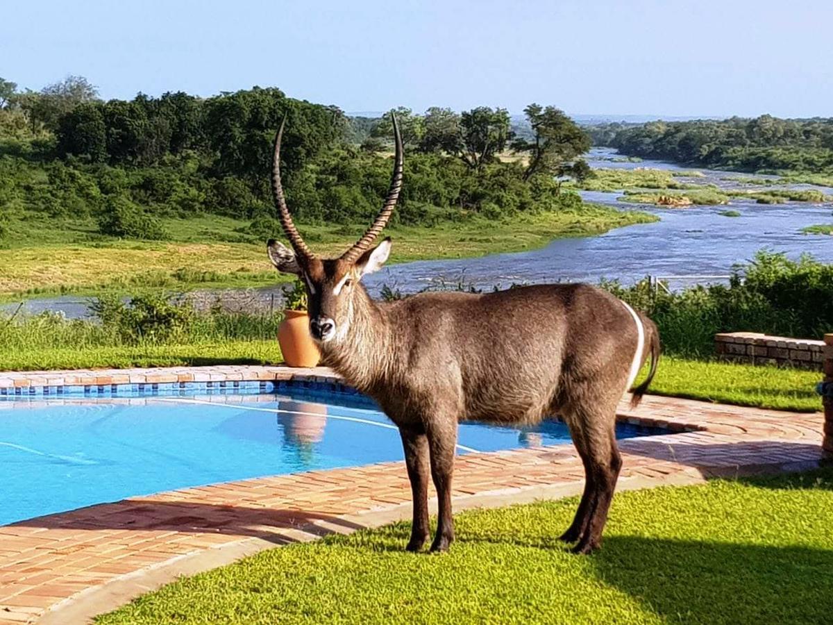 Willa Kruger View Tree House Marloth Park Zewnętrze zdjęcie