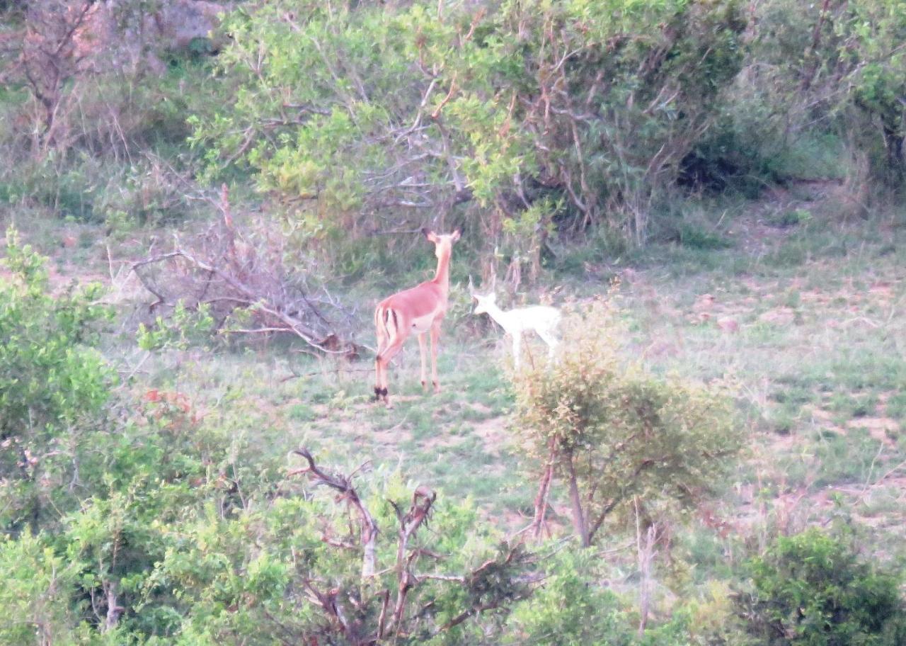 Willa Kruger View Tree House Marloth Park Zewnętrze zdjęcie